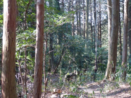 画像13